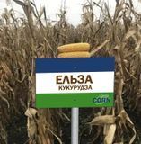 Садові таблички для маркування рослин 2352497999 фото